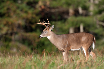 whitetail deer buck in a meadow
