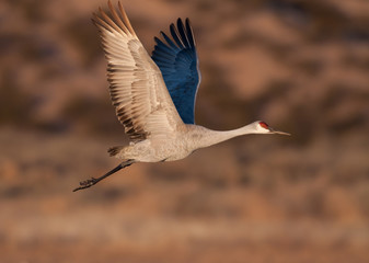 Sandhill crane in flight