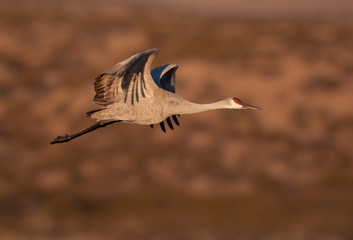 Sandhill crane in flight