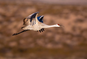 Sandhill crane in flight