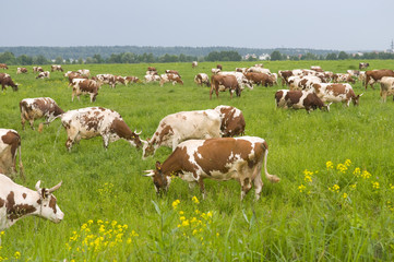Fototapeta premium Cows on a green field