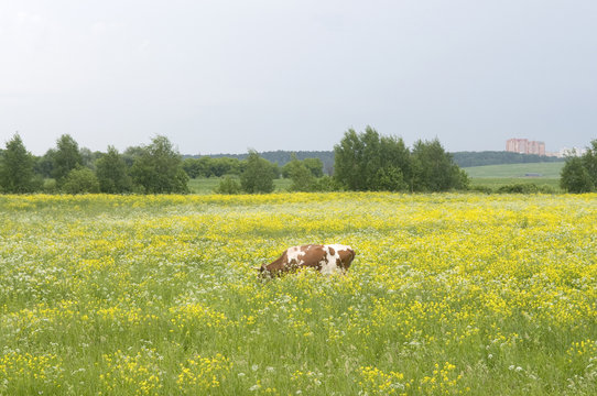 Cow on a green field