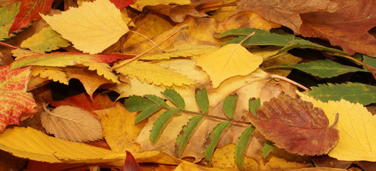 Colorful autumn background