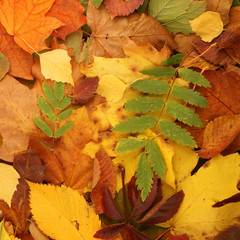Colorful autumn background