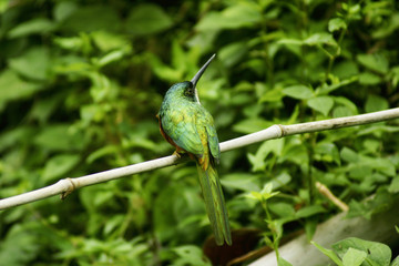tropical bird, tobago