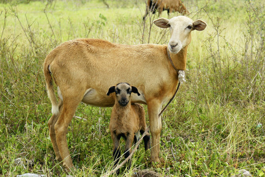 Goat family