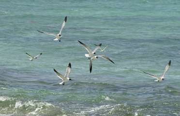seagulls flying