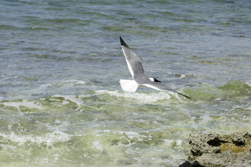 seagull in flight