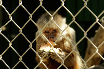 monkey in cage