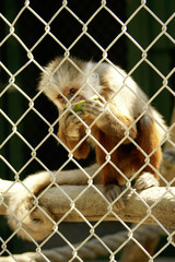 monkey caged