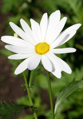 Obraz premium fleur de marguerite blanche