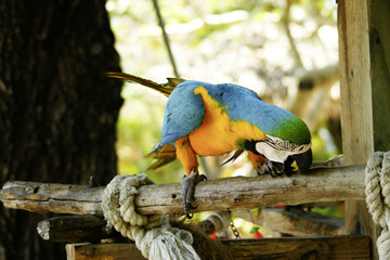 tropical parrot series