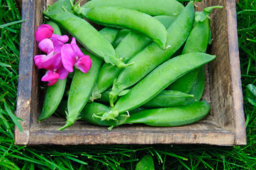 Peas pod on a wooden tray