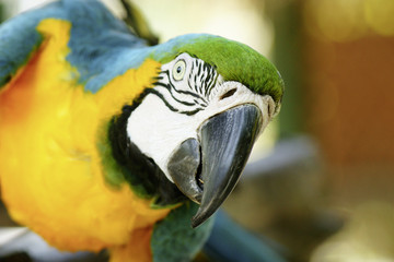 tropical parrot front view