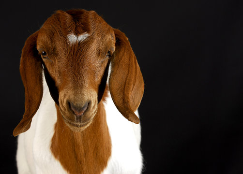 goat portrait