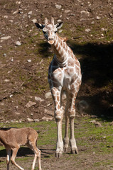 giraff