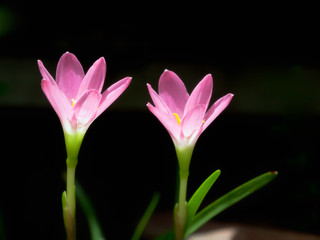 Couple of pink flower