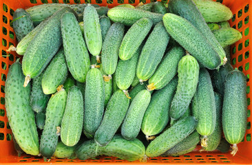 Ripe cucumbers in orange basket