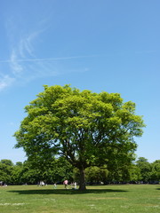 Tree with blue sky