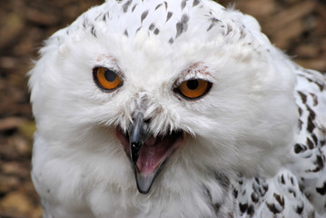 Close up of a Snowy Owl