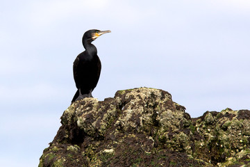 shag looking out to sea