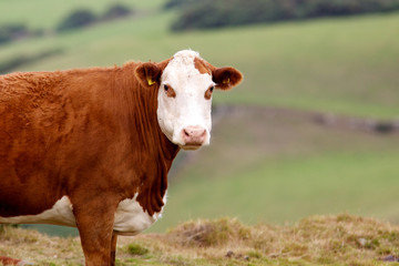 Fototapeta na wymiar A cow looking at me