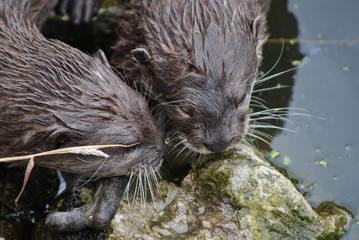 Otters Feeding