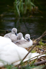 Sleepy cygnets on their nest