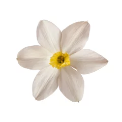 Wall murals Narcissus white daffodil