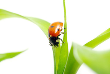 ladybug