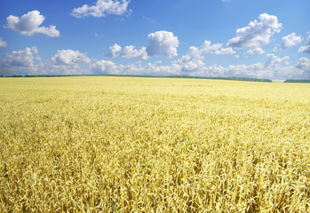 wheat field