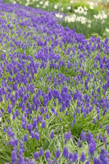 Obraz premium A carpet of grape hyacinth