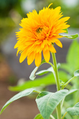 一輪のひまわり