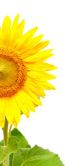 bright sunflower