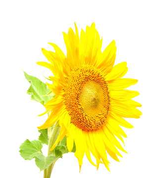 sunflower against white background