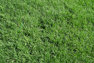 Prato di erba verde
