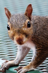 Nosy Squirrel