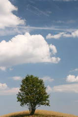 Obraz premium tree on green field under blue sky