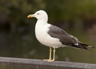 Lesser Black-backed Gull