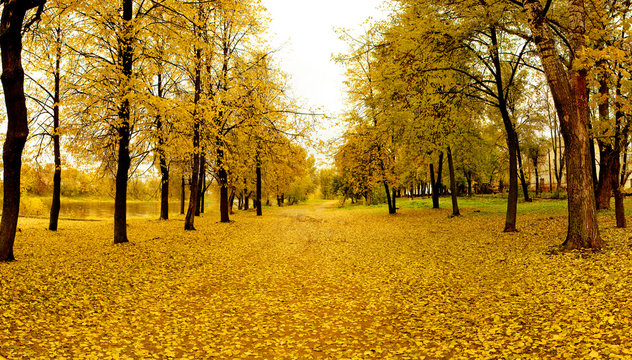 Fototapeta Mellow autumn in park in Vitebsk