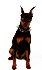 Cute pinscher is sitting