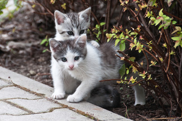 Naklejka na ściany i meble Two young cute kittens observing cautiously