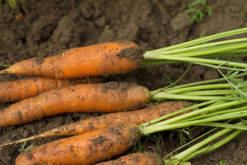 The freshest carrots