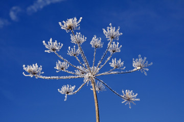 Doldenblütler, Eiskristalle, Winter - Umbellifer, ice crystals