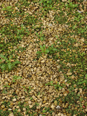 pebbles pavement with grass coming through