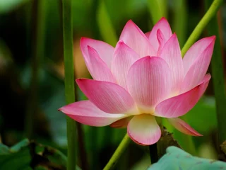 Cercles muraux fleur de lotus lotus pond
