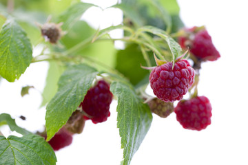 Himbeere (Rubus idaeus) - hängende Früchte und Blätter
