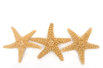 Starfish Background