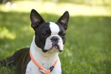 Boston Terrier