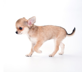 walking chihuahua puppy on white